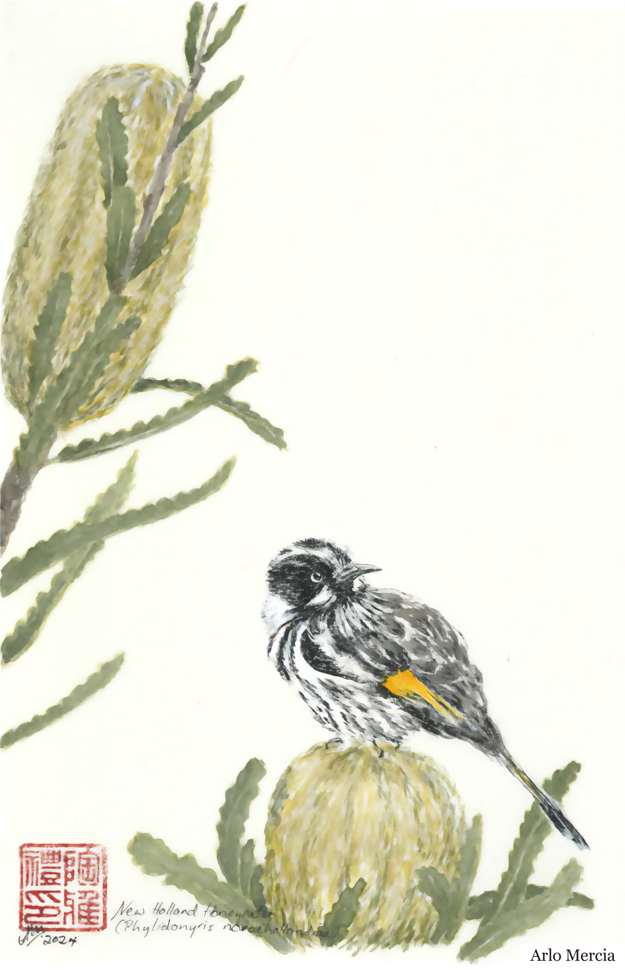 New Holland Honeyeater with Banksia Flowers by Arlo Mercia