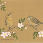 Golden headed Cisticolas with Apple Blossom by Arlo Mercia