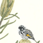 New Holland Honeyeater with Banksia Flowers by Arlo Mercia