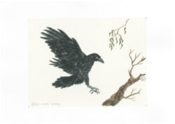 An Australian Forest Raven and Eucalyptus branch ( Sized Shiro-mashi paper ) Painted with Suibokugayou Aozumi and Saibiboku Arlo Mercia