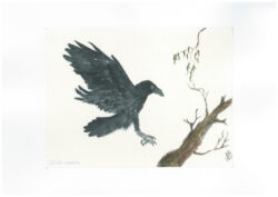 An Australian Forest Raven and Eucalyptus branch ( Raw Shiro-mashi paper ) Painted with Suibokugayou Aozumi and Saibiboku Arlo Mercia