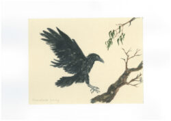 An Australian Forest Raven and Eucalyptus branch ( Sized Kumohada-mashi paper ) Painted with Suibokugayou Aozumi and Saibiboku Arlo Mercia