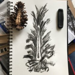 Inner Pine Cone