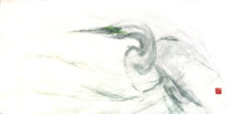 Windblown Great Egret