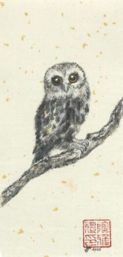 Boobook Owl